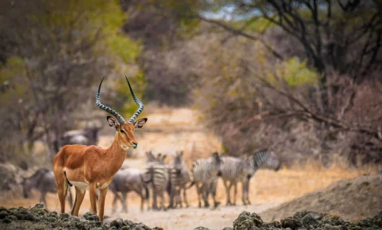 South Africa National Parks
