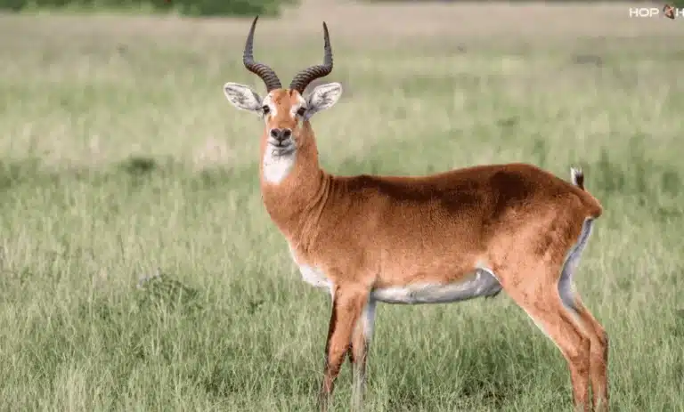 Explore Uganda's national park