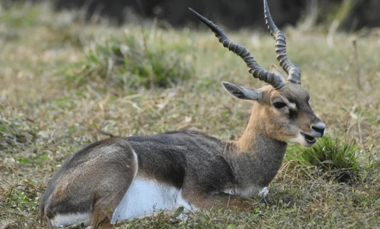 Kaziranga National Park, Assam